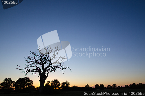 Image of Old tree silhouette