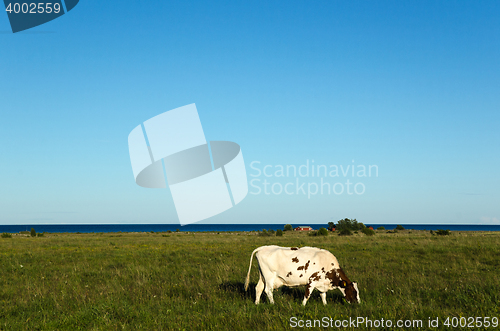 Image of Coastal pasture land with one grazing cow