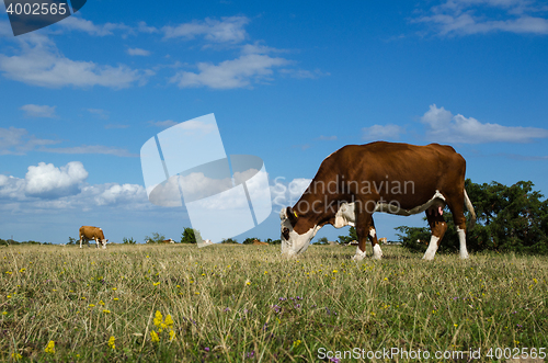 Image of Grazing cattle in a great plain grassland