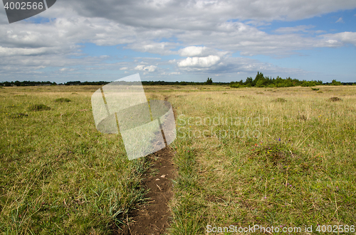 Image of Cattles path in a pasture land