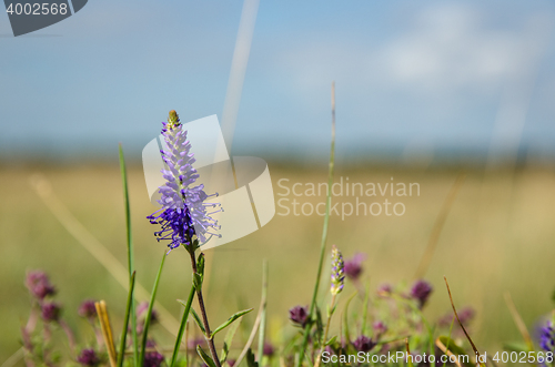 Image of Single Spiked Veronica flower 