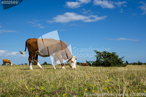 Image of Grazing cow in a great grassland