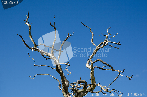 Image of Dry oak tree