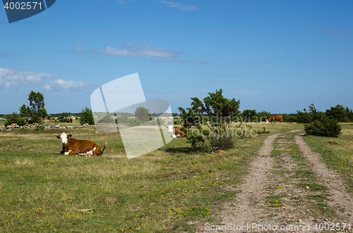 Image of Resting cattle by a dirt road