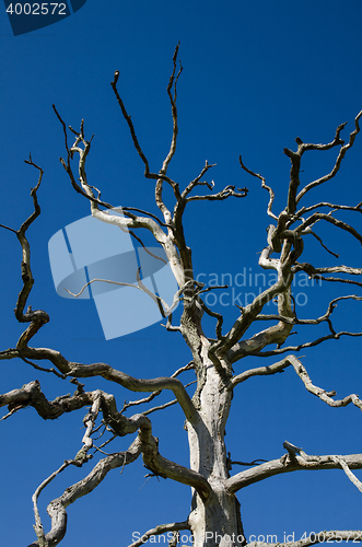 Image of Dead oak tree