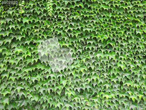 Image of green leaves wall