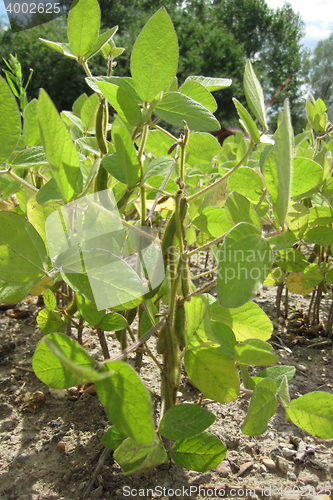 Image of green soya plant 