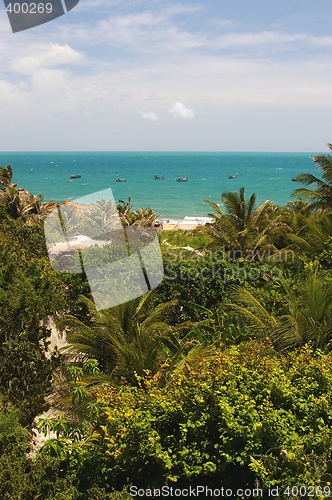 Image of Palmforest on Beach