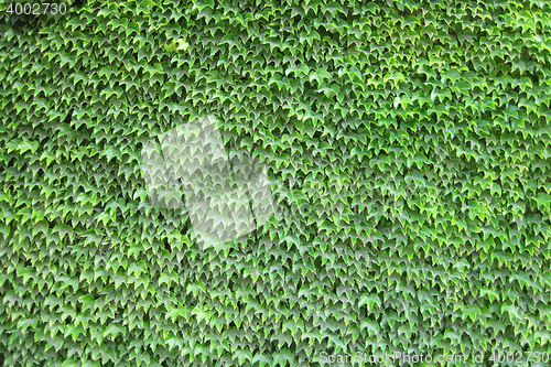 Image of green leaves wall