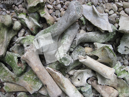 Image of old bones texture