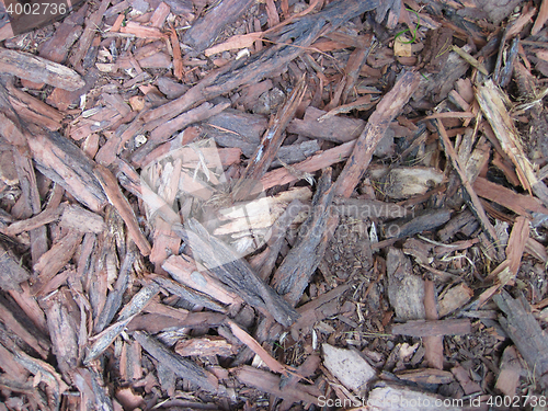 Image of bark pieces texture