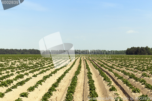 Image of Potatoes in the field