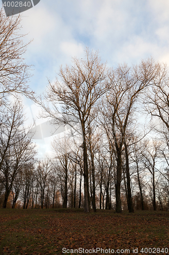 Image of trees in the park at sunset