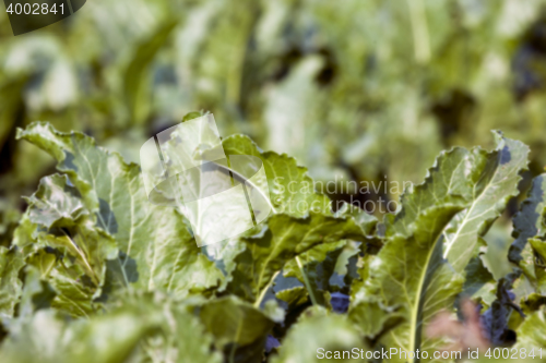 Image of beetroot in field