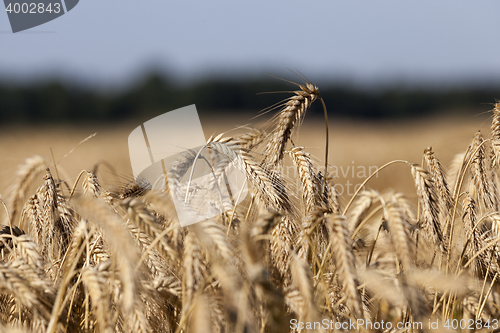 Image of ripe yellow cereals