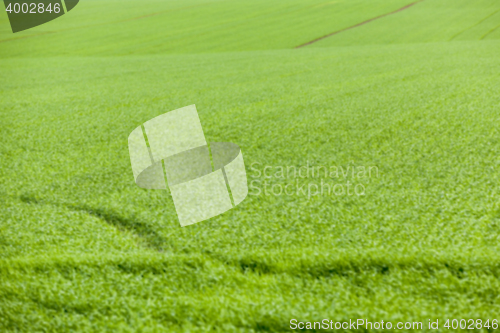 Image of green wheat, close-up
