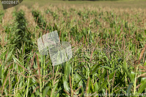 Image of Corn field, summer