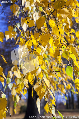 Image of birch tree in autumn