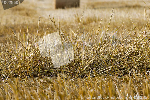 Image of straw in the field