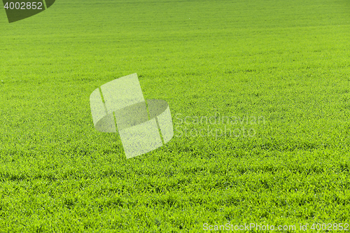 Image of Field of wheat