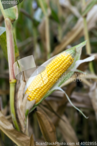 Image of mature corn crop