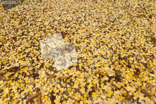 Image of old autumn foliage