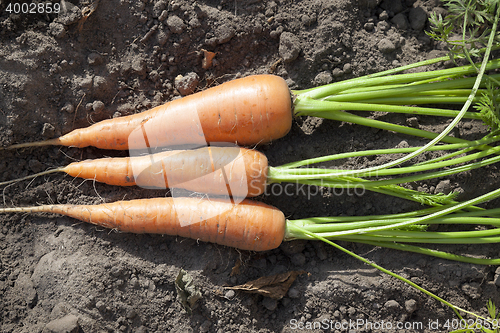 Image of carrots close up