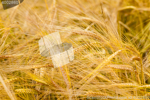 Image of mature cereals field