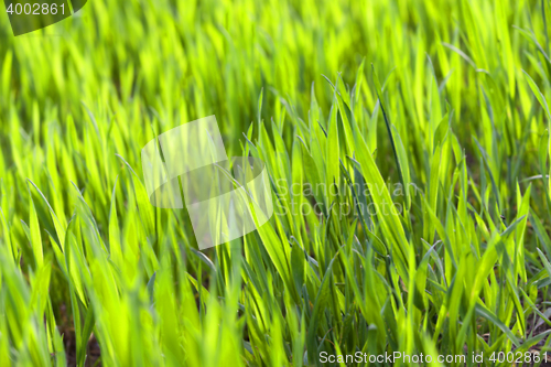 Image of green wheat, close-up