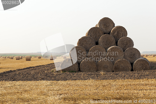 Image of wheat, close up