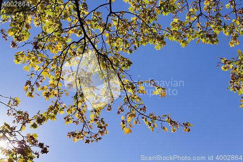 Image of Park in autumn