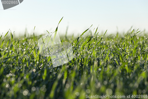 Image of young grass plants, close-up