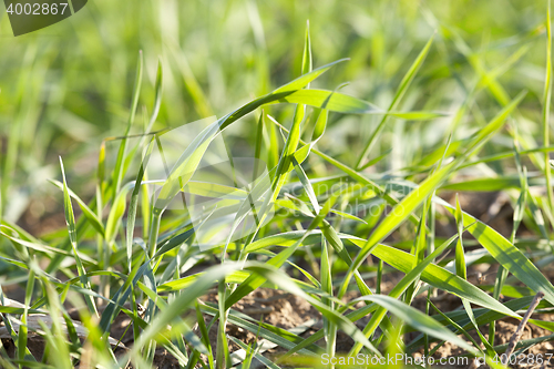 Image of young grass plants, close-up