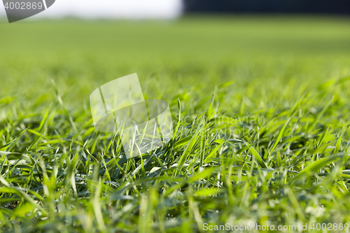 Image of young grass plants, close-up