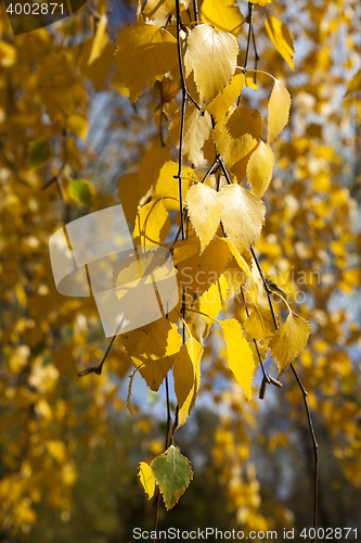 Image of birch trees in autumn