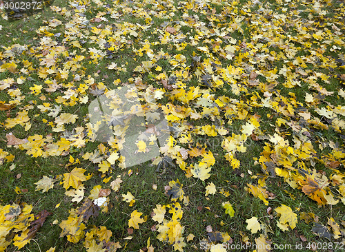 Image of old autumn foliage