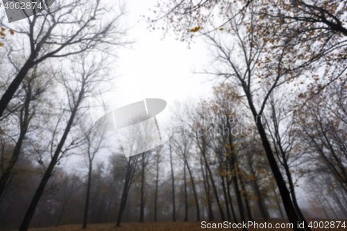 Image of Autumn Park, overcast