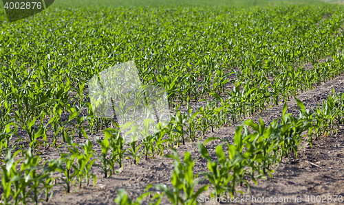 Image of Corn field, summer