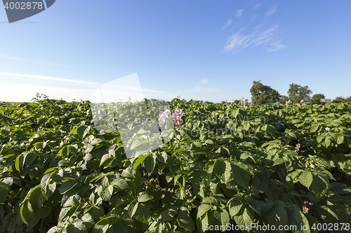 Image of flowering potatoes, close-up