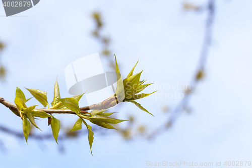 Image of trees in the spring