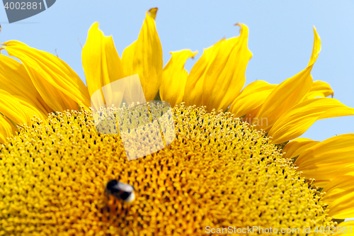 Image of flower Sunflower, close-up