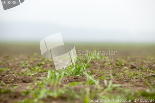 Image of young grass plants, close-up