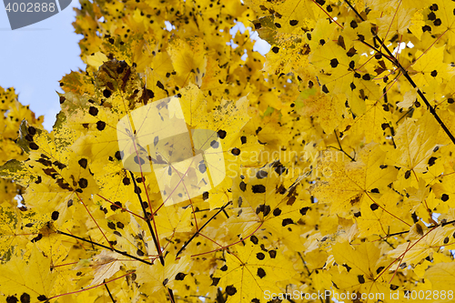 Image of autumn in the park