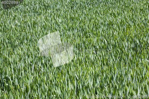 Image of Agriculture. cereals. Spring