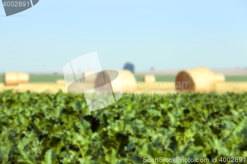 Image of haystacks in a field of straw