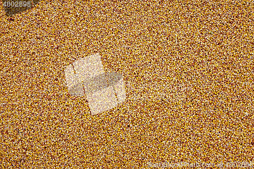 Image of Corn seeds, close-up