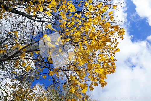 Image of autumn in the park