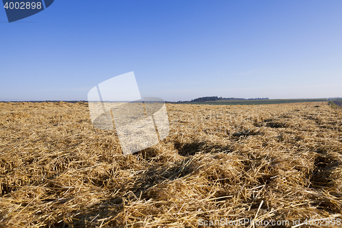Image of farm field cereals