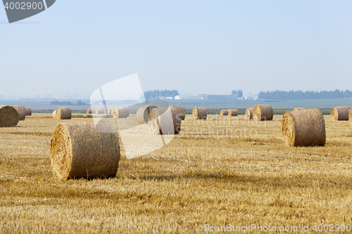 Image of stack of straw in the field