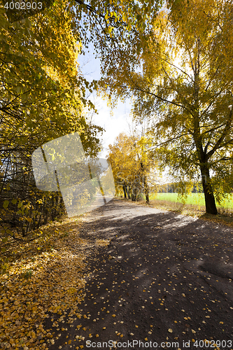 Image of autumn foliage and rural road,